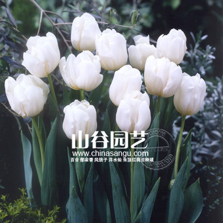 创世大发-郁金香