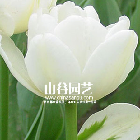 创世大发-郁金香