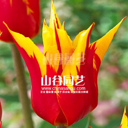 创世大发-郁金香