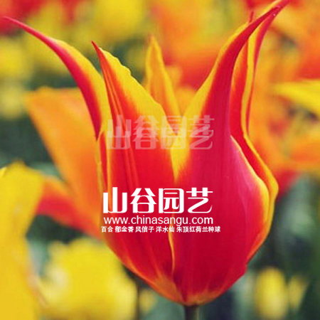 创世大发-郁金香
