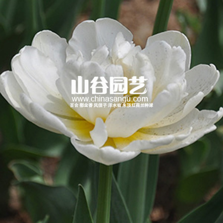 创世大发-郁金香