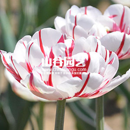 创世大发-郁金香