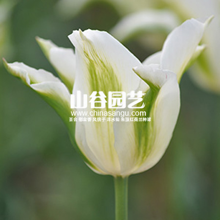 创世大发-郁金香