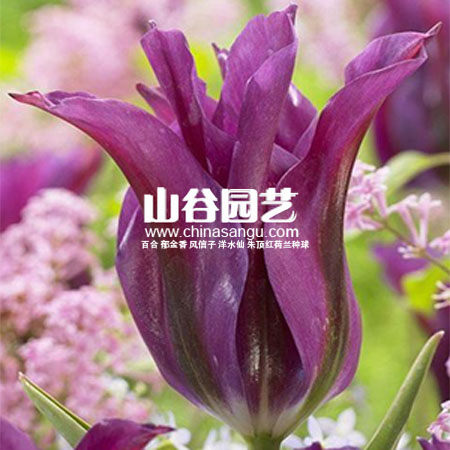 创世大发-郁金香