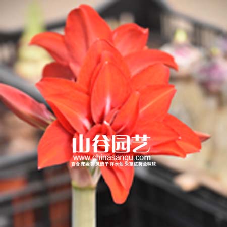 创世大发-朱顶红