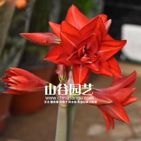 创世大发-朱顶红