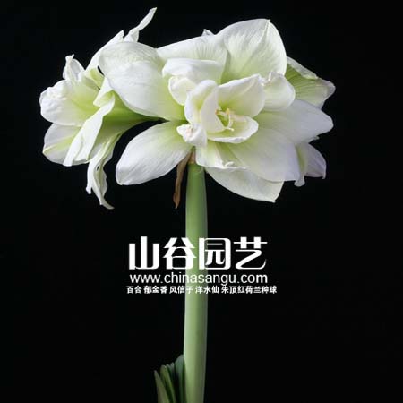 创世大发-朱顶红