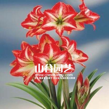 创世大发-朱顶红