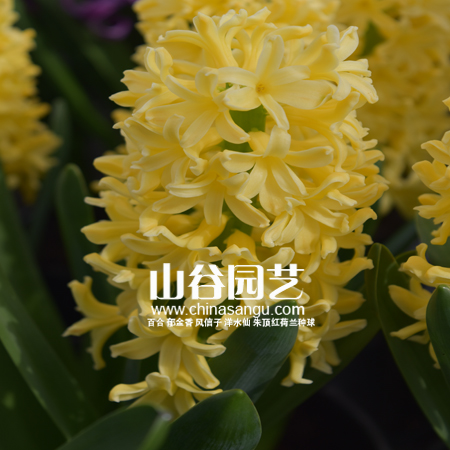 创世大发-风信子