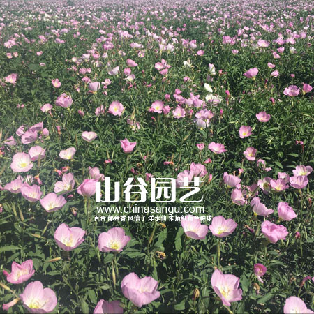 创世大发-野花种子