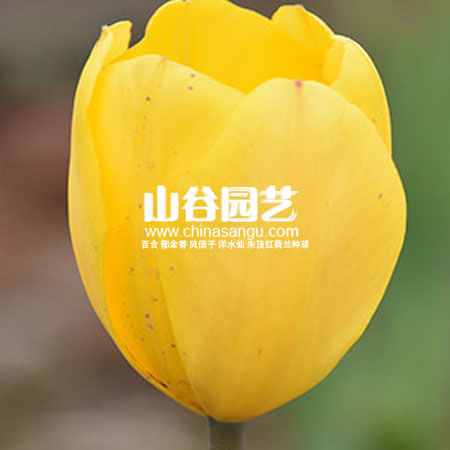 创世大发-郁金香