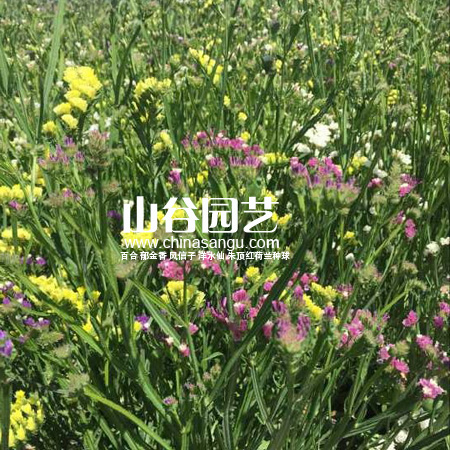 创世大发-野花种子