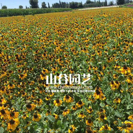 创世大发-野花种子