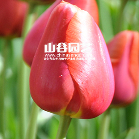 创世大发-郁金香