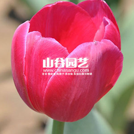 创世大发-郁金香