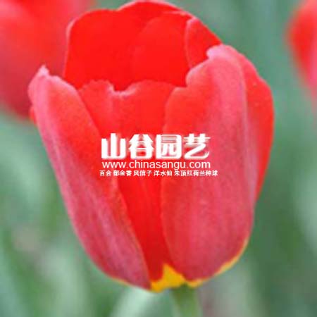 创世大发-郁金香