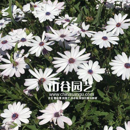 创世大发-野花种子