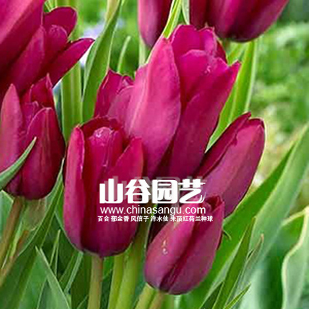 创世大发-郁金香