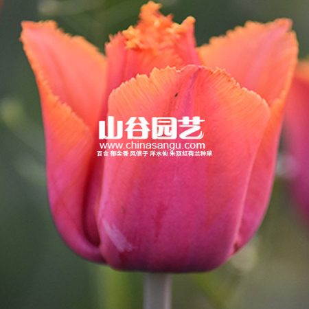 创世大发-郁金香