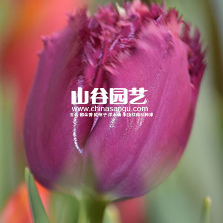 创世大发-郁金香