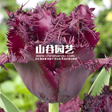 创世大发-郁金香