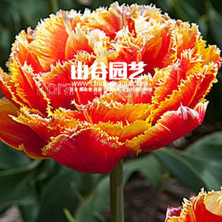 创世大发-郁金香