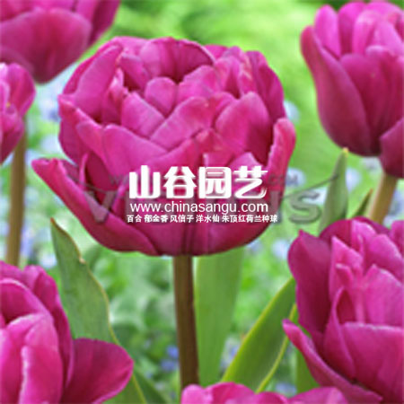 创世大发-郁金香