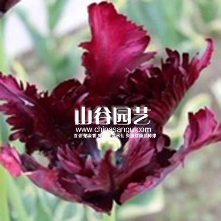 创世大发-郁金香