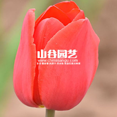创世大发-郁金香