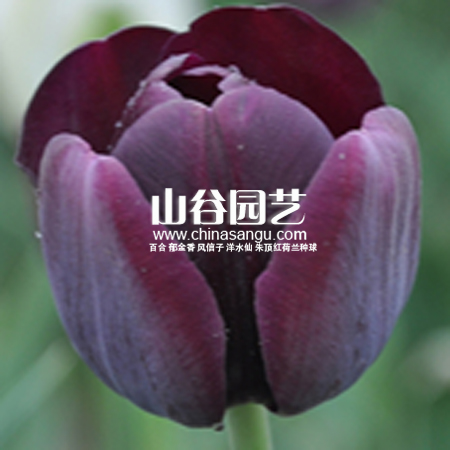 创世大发-郁金香