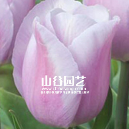 创世大发-郁金香