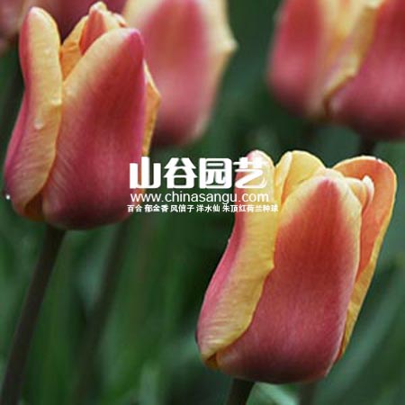 创世大发-郁金香