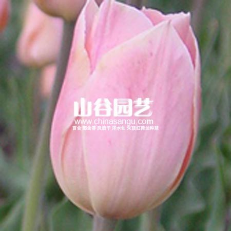 创世大发-郁金香