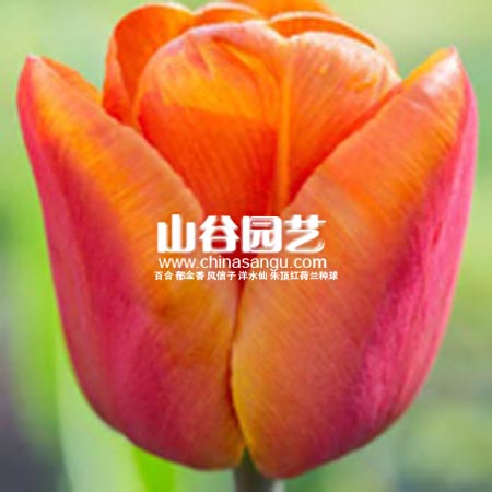 创世大发-郁金香