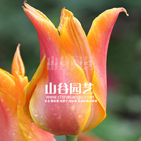 创世大发-郁金香