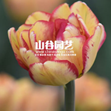 创世大发-郁金香