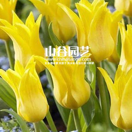 创世大发-郁金香