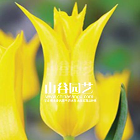 创世大发-郁金香