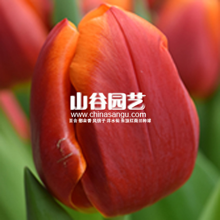 创世大发-郁金香