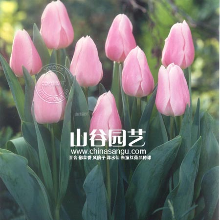 创世大发-郁金香