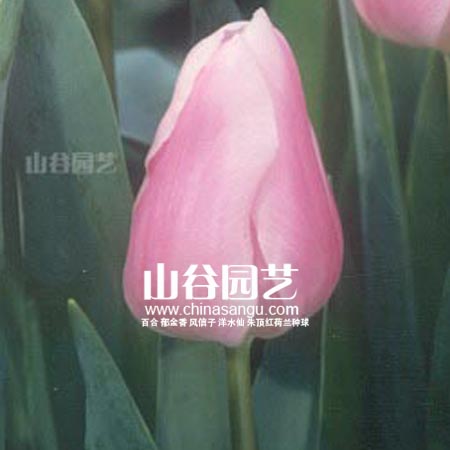 创世大发-郁金香
