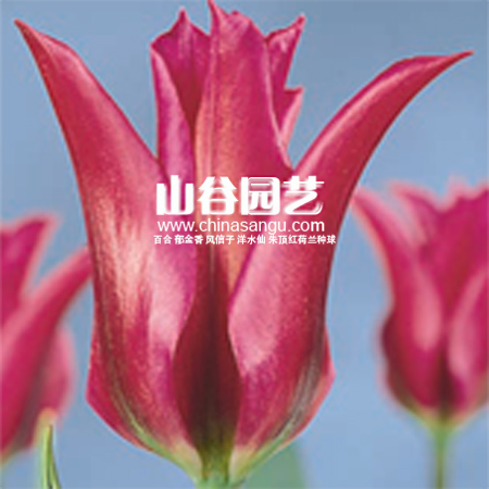 创世大发-郁金香
