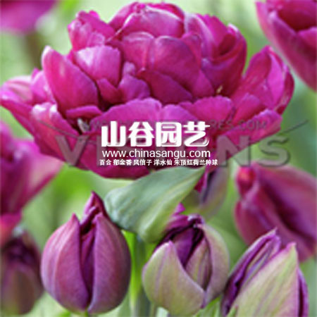 创世大发-郁金香