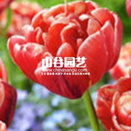 创世大发-郁金香