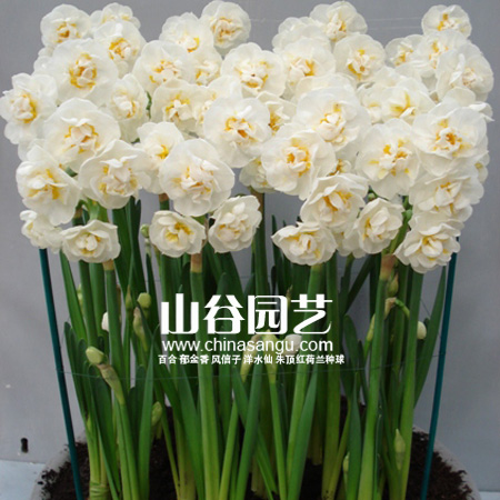创世大发-洋水仙