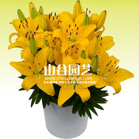 创世大发-百合