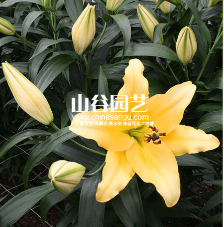 创世大发-百合