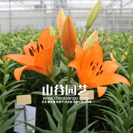 创世大发-百合