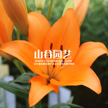 创世大发-百合