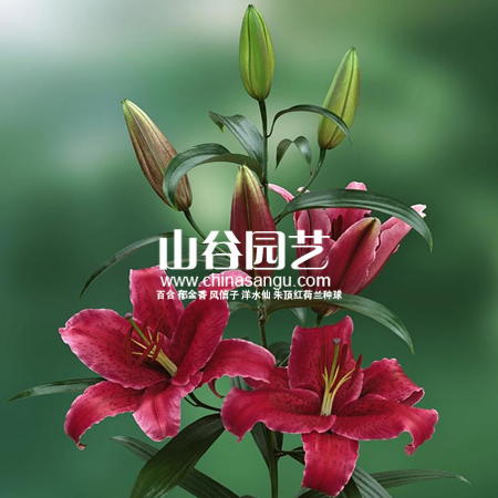 创世大发-百合